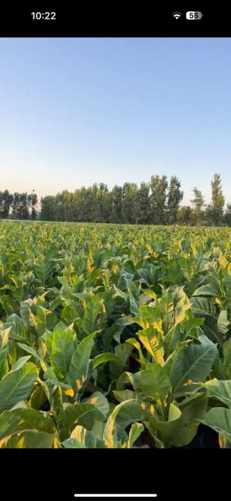 Bayniyaz Tobacco field operations