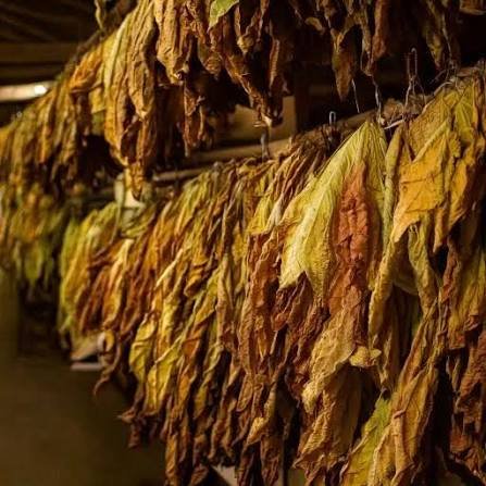 Tobacco leaf strung and hanging inside a curing barn