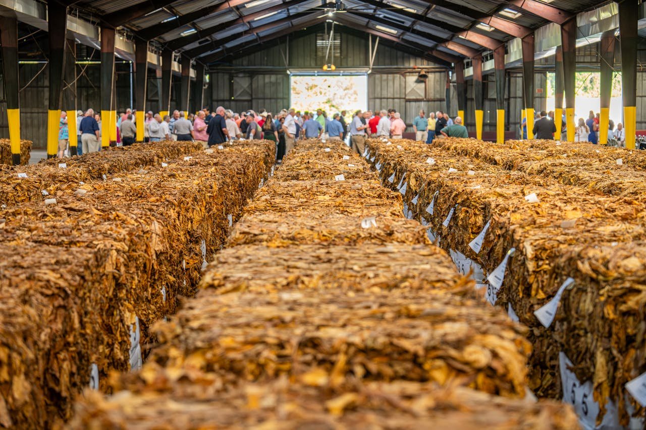 Sorted tobacco leaf ready for grading