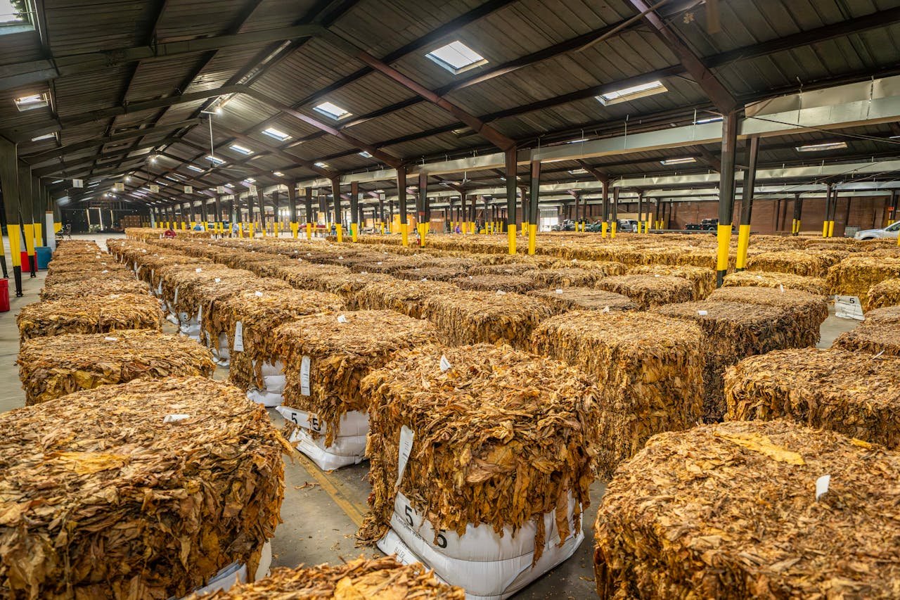 Tobacco leaf drying at Bayniyaz Tobacco facilities