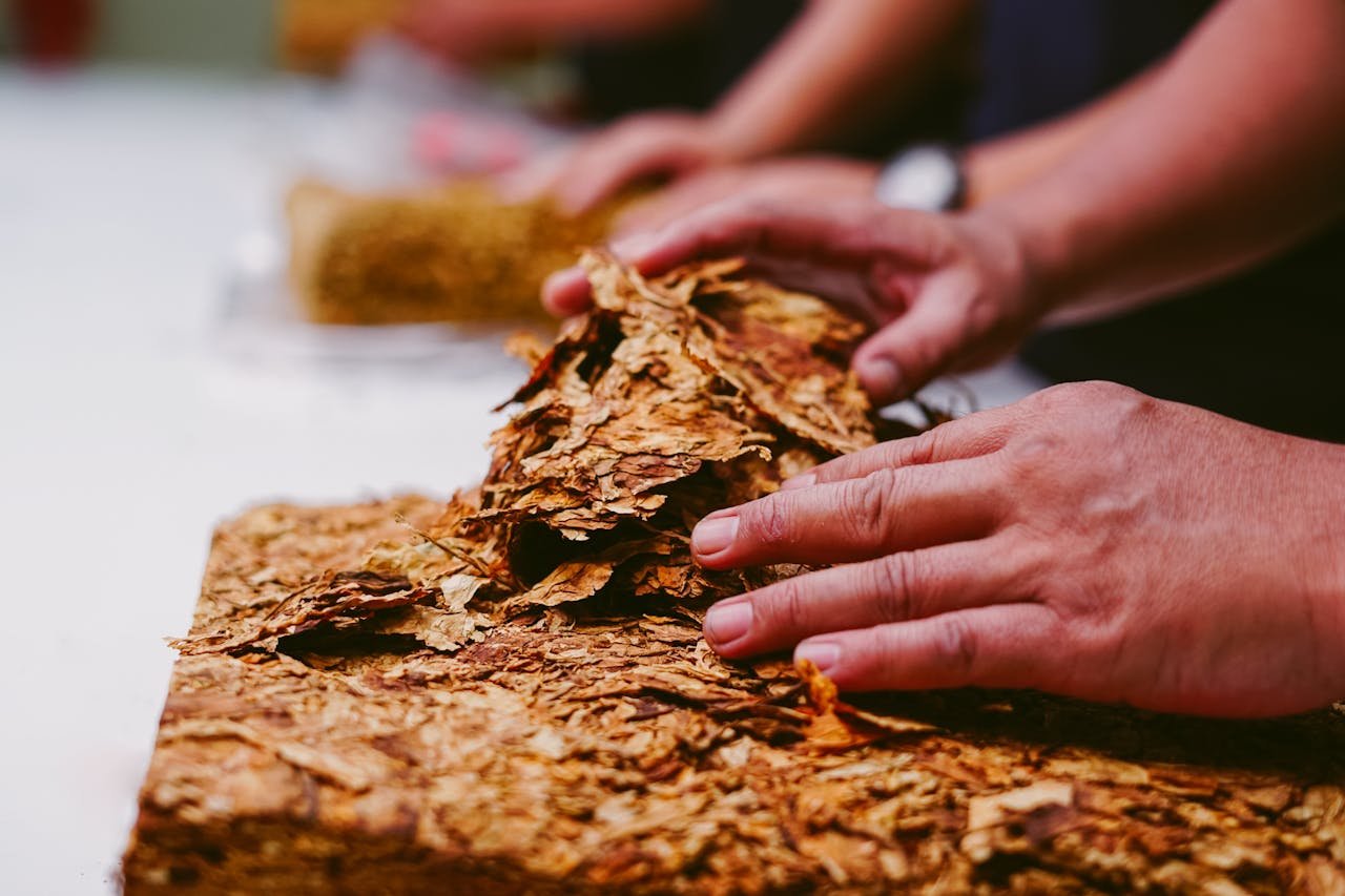 Hand-sorting cured tobacco leaf at Bayniyaz Tobacco