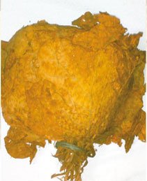 Sun-cured Rustica tobacco leaf